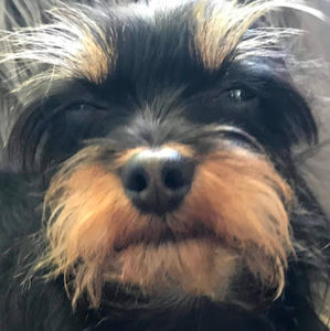 Meet your Posher, Mika